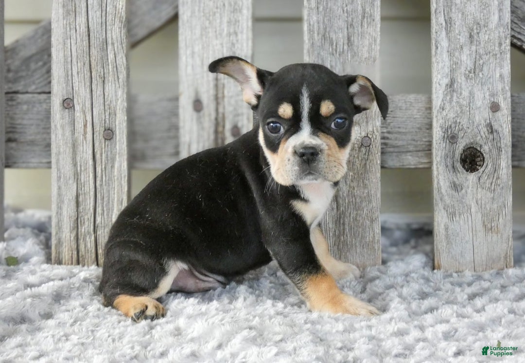 Frenchton dogs for sale: Sutton - Image 2