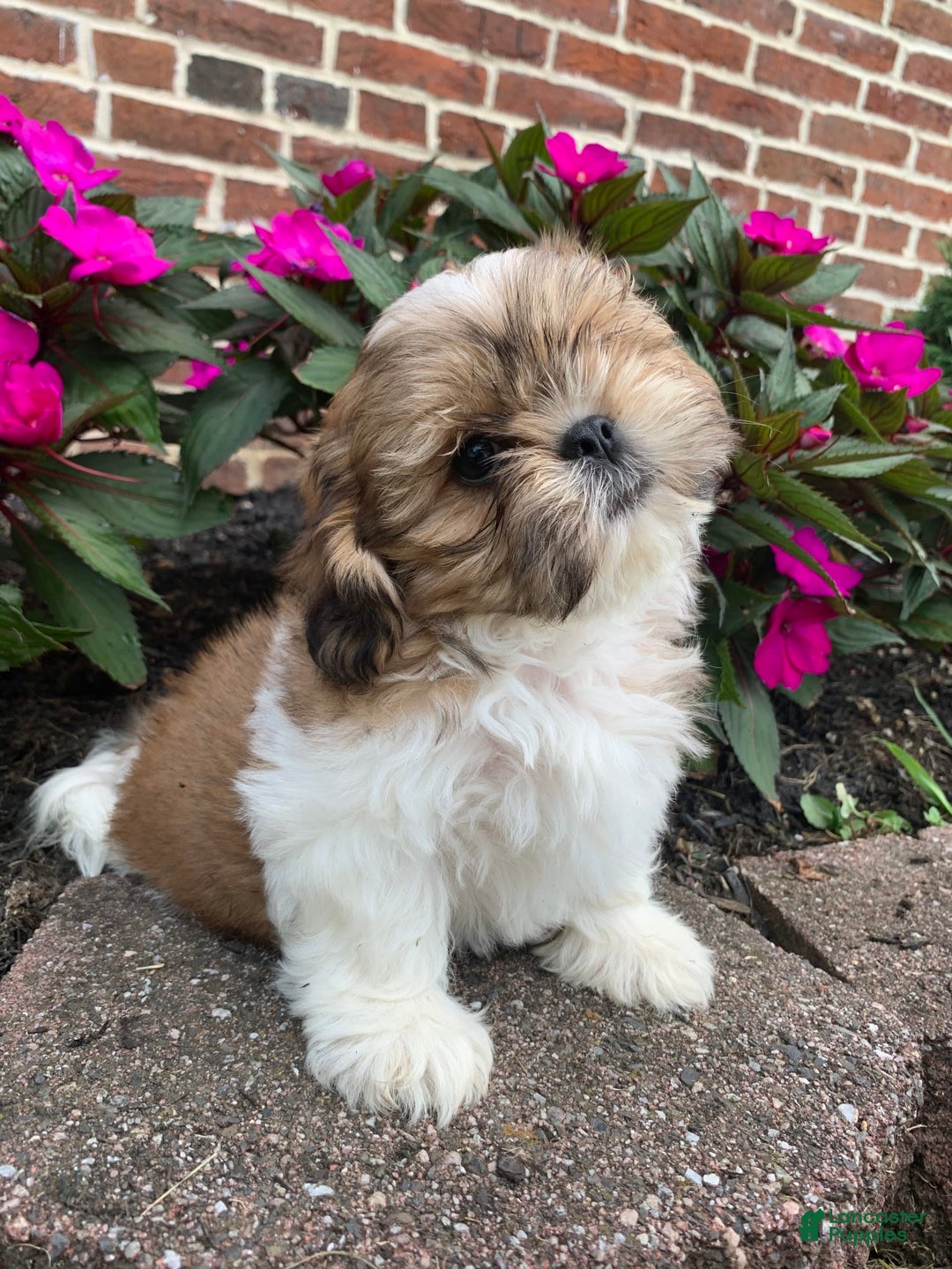 Shih Tzu dogs for sale: Lizzie - Image 4