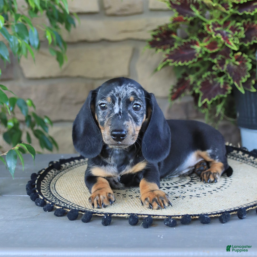 Miniature Dachshund dogs for sale: Lucky - Image 5