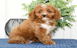 Cavapoo dogs for sale: Ernesto - Image 15