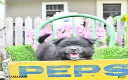 Pomeranian dogs for sale: Andre - Image 2