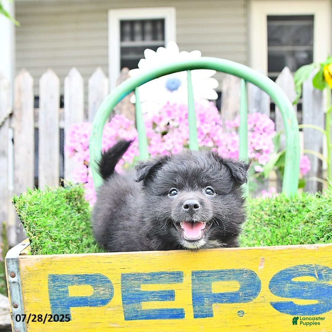 Pomeranian dogs for sale: Andre - Image 2