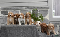 Cockapoo dogs for sale: Shiann - Image 3