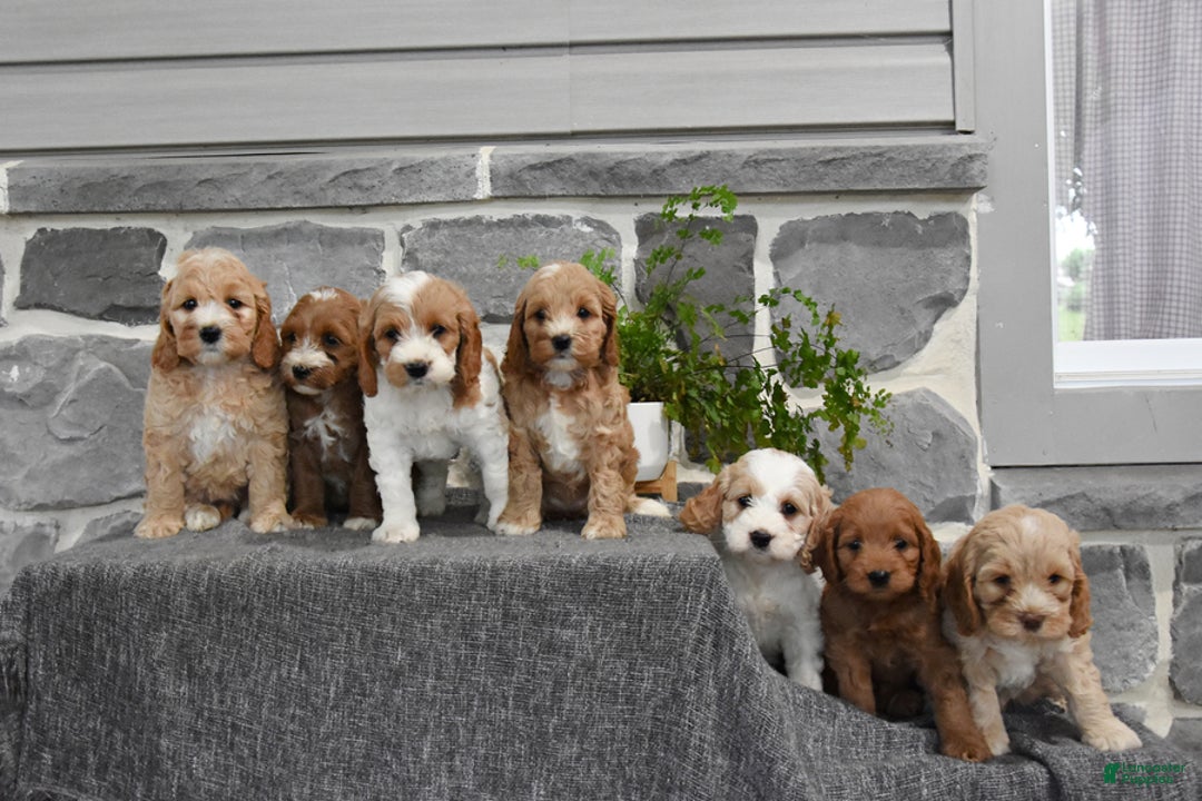 Cockapoo dogs for sale: Shiann - Image 3