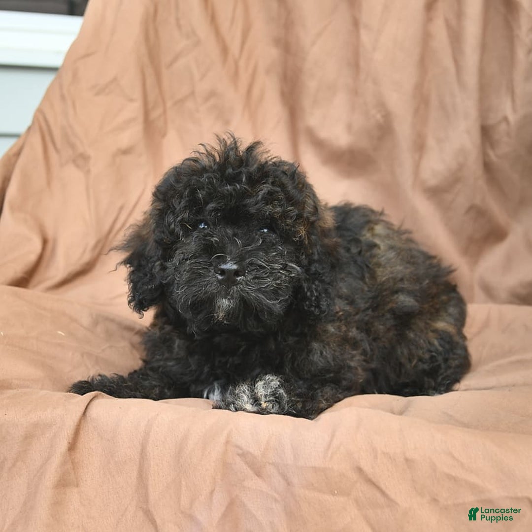 Bichpoo dogs for sale: Peppermint Patty - Image 10