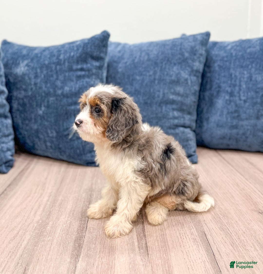 Cavapoo dogs for sale: Milo - Image 5
