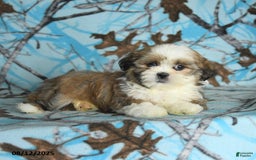 Shih Tzu dogs for sale: Rookie - Image 2