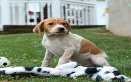 Beagle dogs for sale: Cookie - Image 14