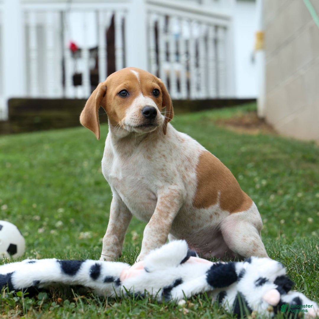 Beagle dogs for sale: Cookie - Image 14