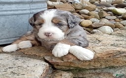 Mini Bernedoodle dogs for sale: Mia - Image 7