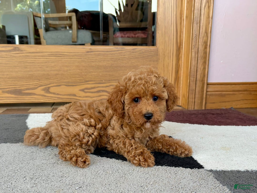 Cockapoo dogs for sale: Terrance - Image 4