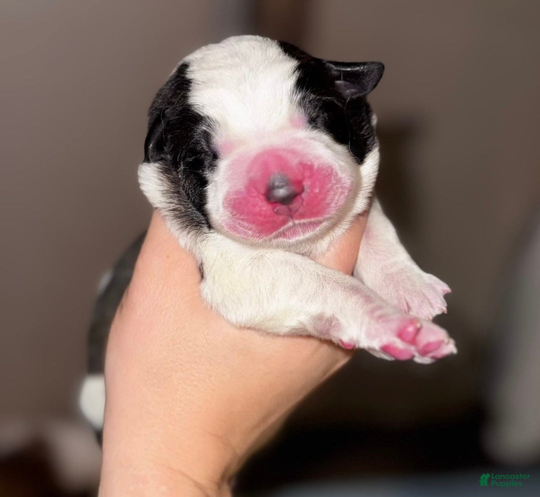 Saint Bernard dogs for sale: Sage - Image 1