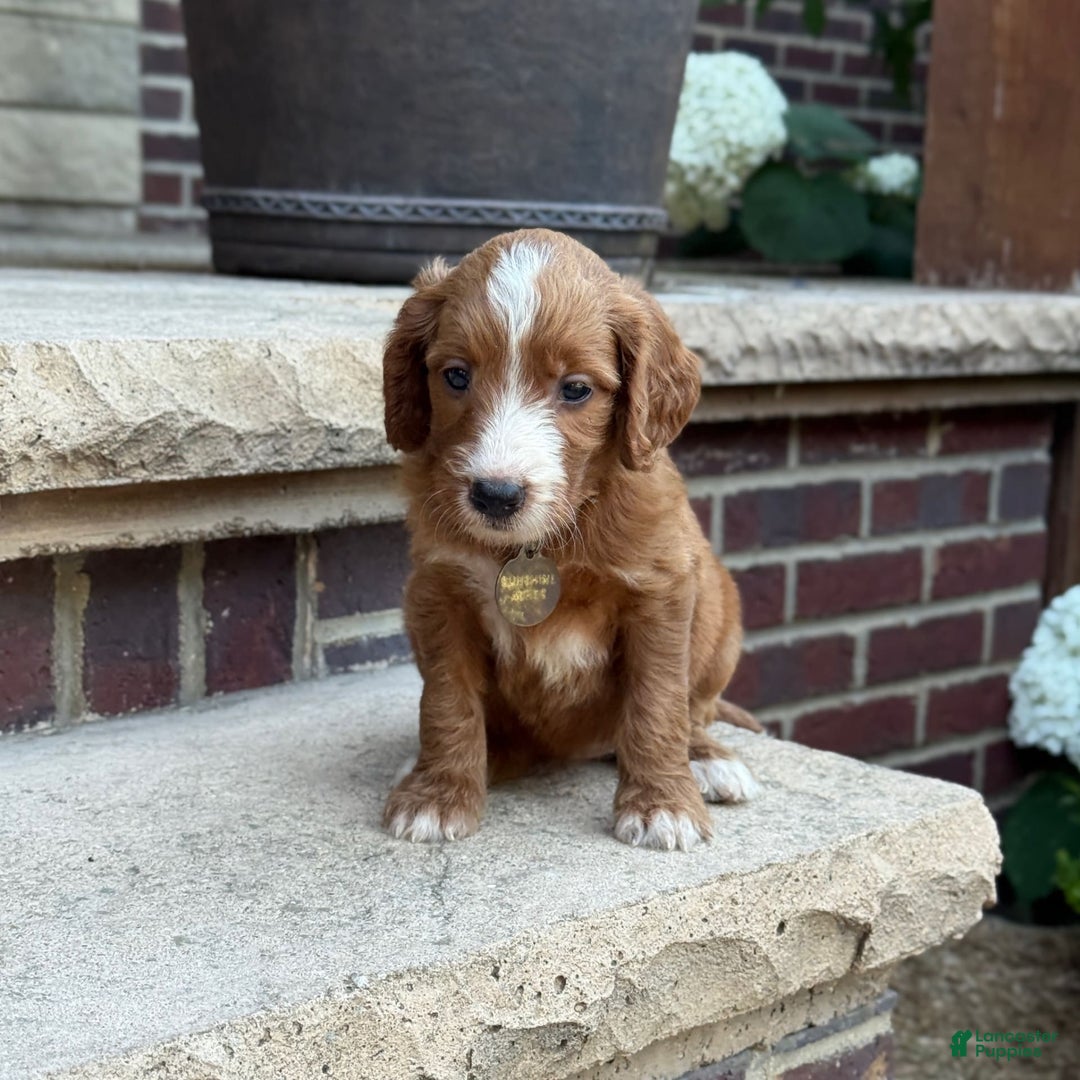 Goldendoodle dogs for sale: Ginger - Image 1