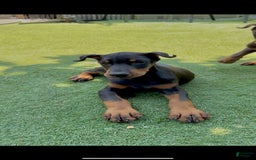 Doberman Pinscher dogs for sale: Jet Euro Championship Line Doberman - Image 8