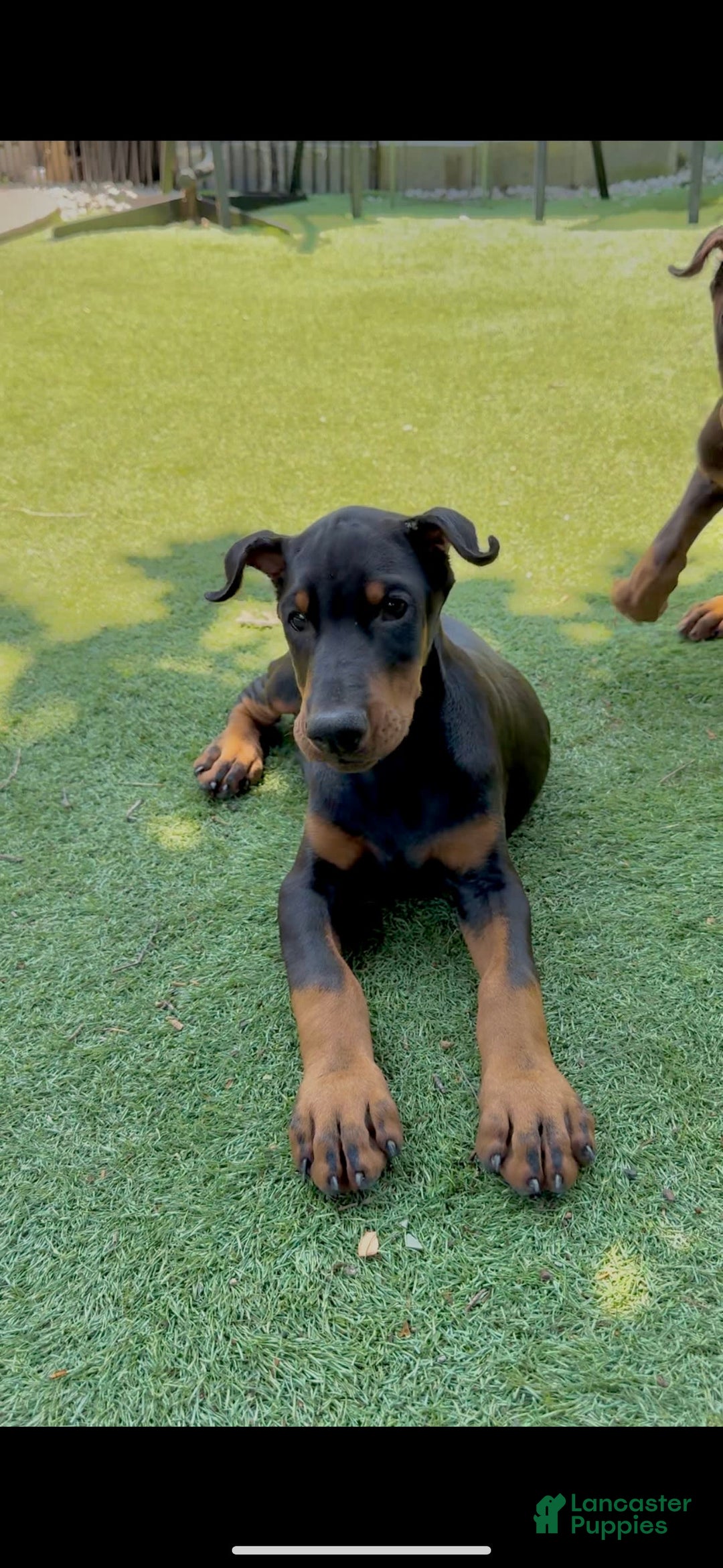 Doberman Pinscher dogs for sale: Jet Euro Championship Line Doberman - Image 8