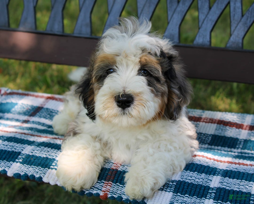 Mini Bernedoodle dogs for sale: Luke - Image 21
