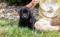 Labrador Retriever dogs for sale: Raven - Image 7