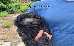 Bichpoo dogs for sale: Spencer - Image 3