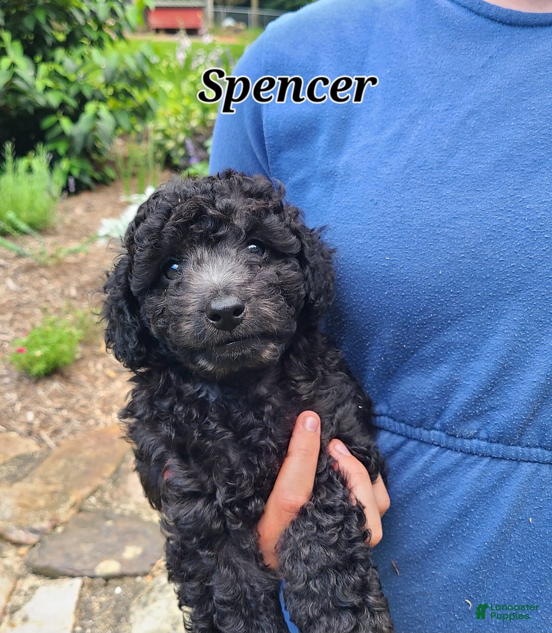 Bichpoo dogs for sale: Spencer - Image 3