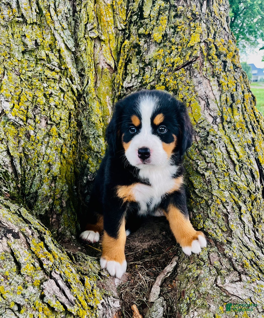 Bernese Mountain Dog dogs for sale: Lucy - Image 6