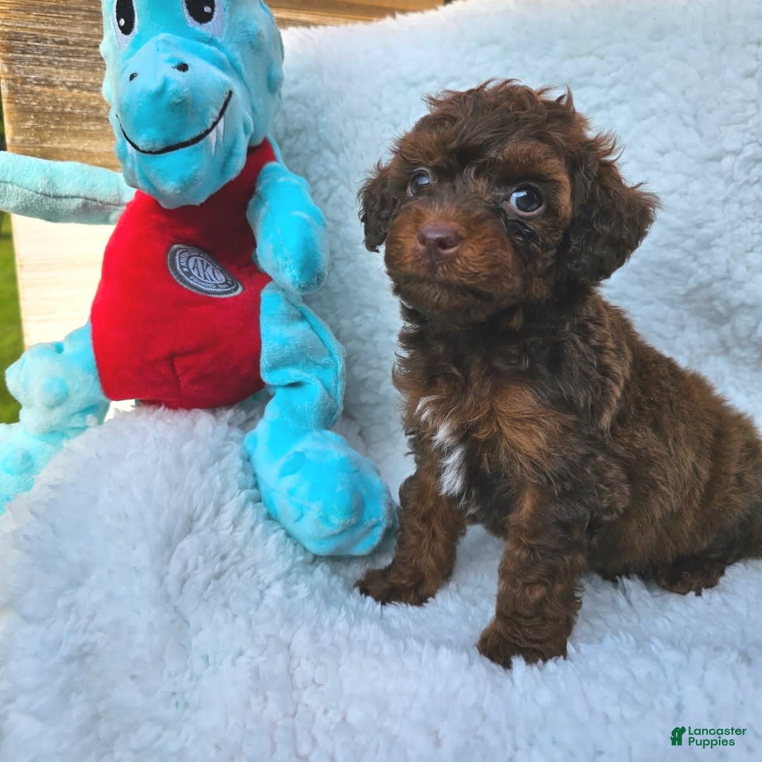Toy Poodle dogs for sale: Tucker - Image 2