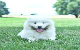 Samoyed dogs for sale: Bear - Image 5
