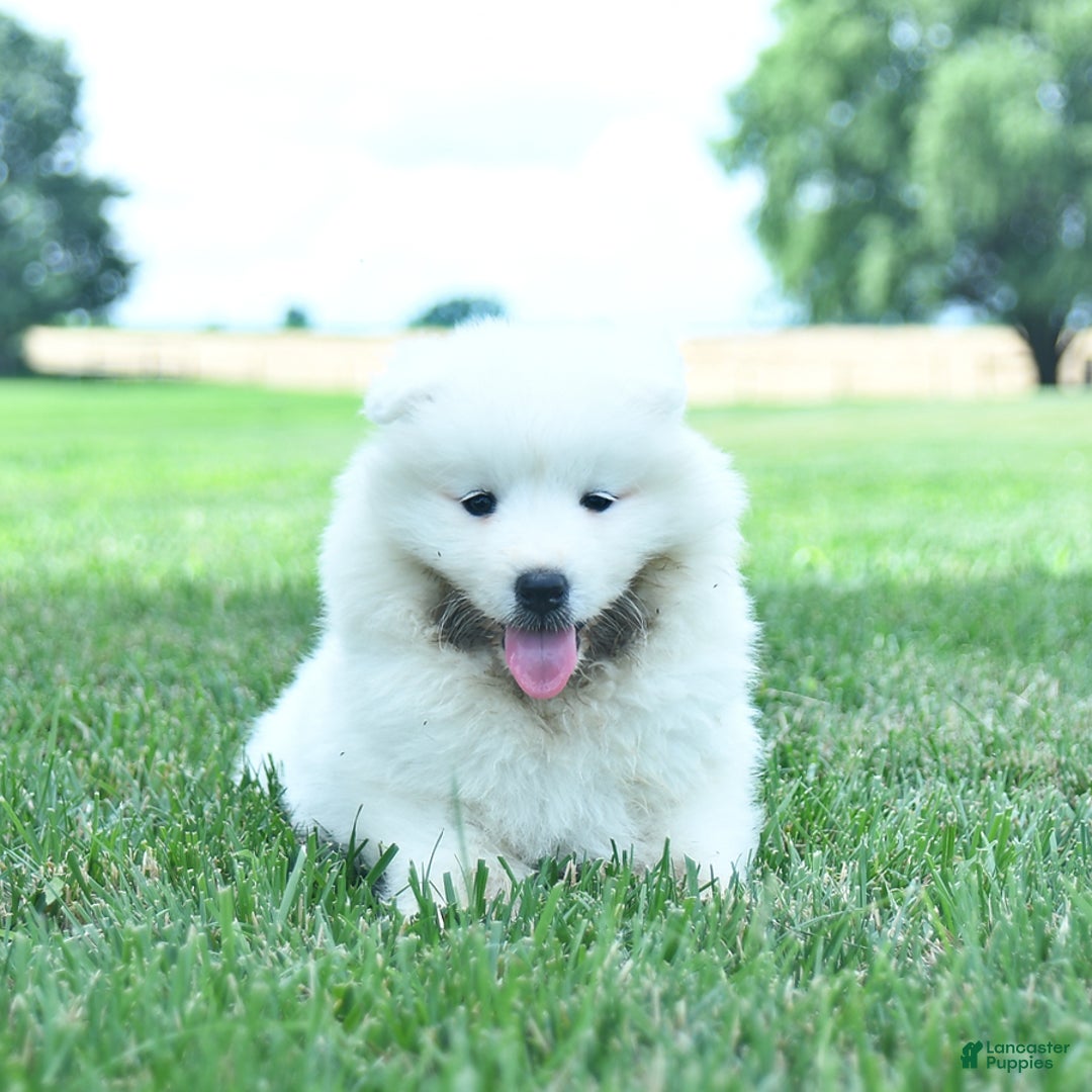 Samoyed dogs for sale: Bear - Image 5