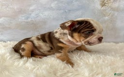 English Bulldog dogs for sale: Pochoco - Image 5