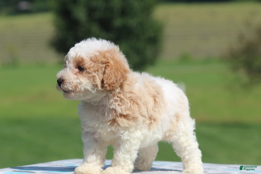 Maltipoo dogs for sale: Max - Image 5