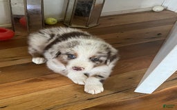 Australian Shepherd dogs for sale: Cash - Image 2
