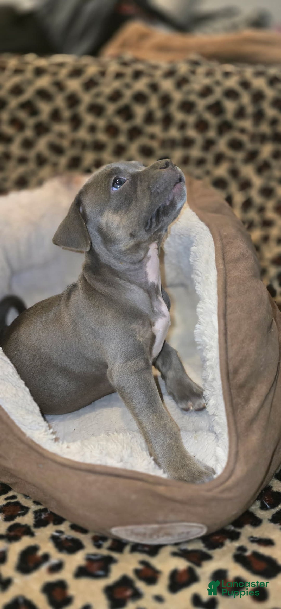 American Bully dogs for sale: Anna - Image 1