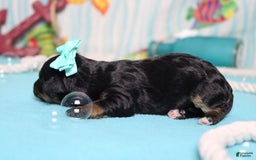 Mini Bernedoodle dogs for sale: Alice - Image 2
