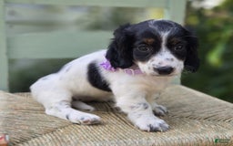 Miniature Dachshund dogs for sale: Suzy - Image 5