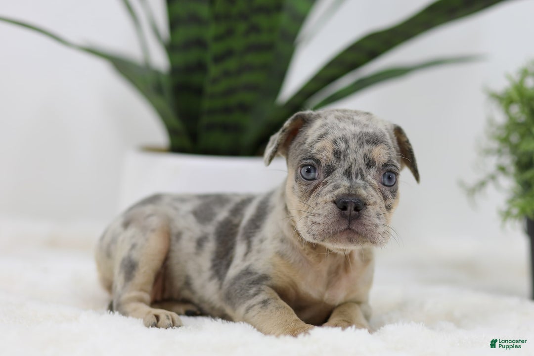 French Bulldog dogs for sale: French Bulldog 5 puppies - Image 27