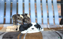 Cocker Spaniel dogs for sale: Kinley - Image 1