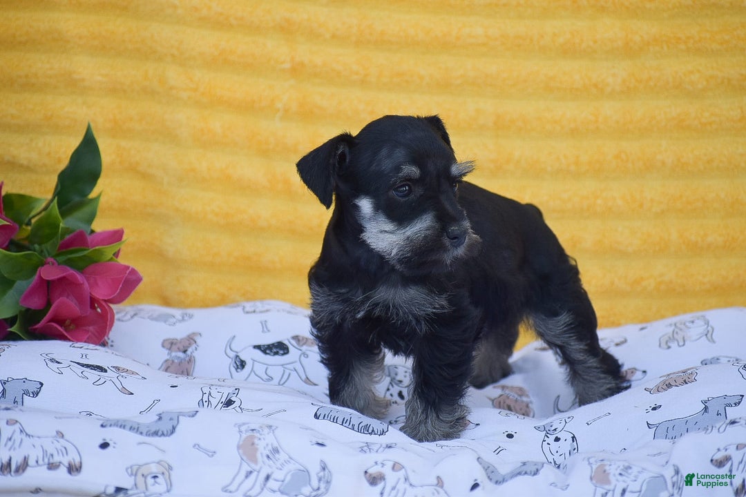 Miniature Schnauzer dogs for sale: Veronica - Image 3