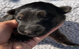 German Shepherd dogs for sale: Boy - Image 23