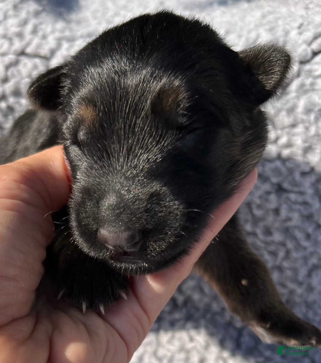German Shepherd dogs for sale: Boy - Image 23
