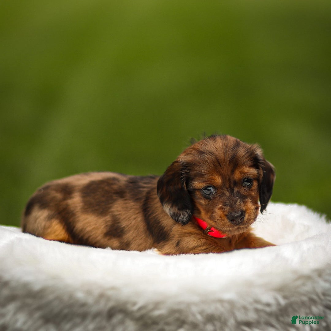 Miniature Dachshund dogs for sale: Ellie - Image 2