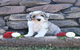 Aussiedoodle dogs for sale: Marble - Image 1