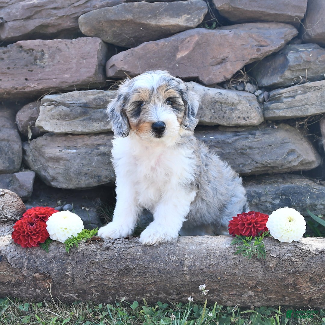 Aussiedoodle dogs for sale: Marble - Image 1