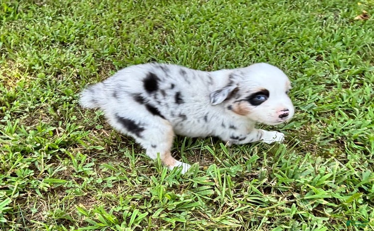 Australian Shepherd dogs for sale - Ad 3