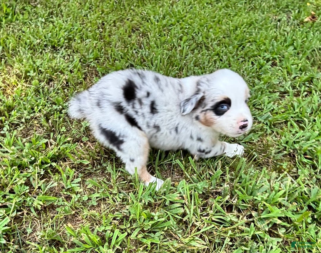 Australian Shepherd dogs for sale: Buster - Image 1