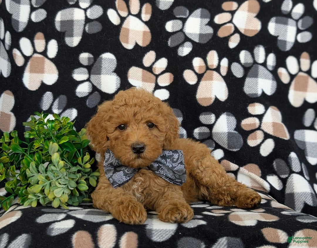 Bichpoo dogs for sale: Jeremie - Image 5