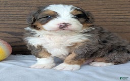 Mini Bernedoodle dogs for sale: Louie - Image 6