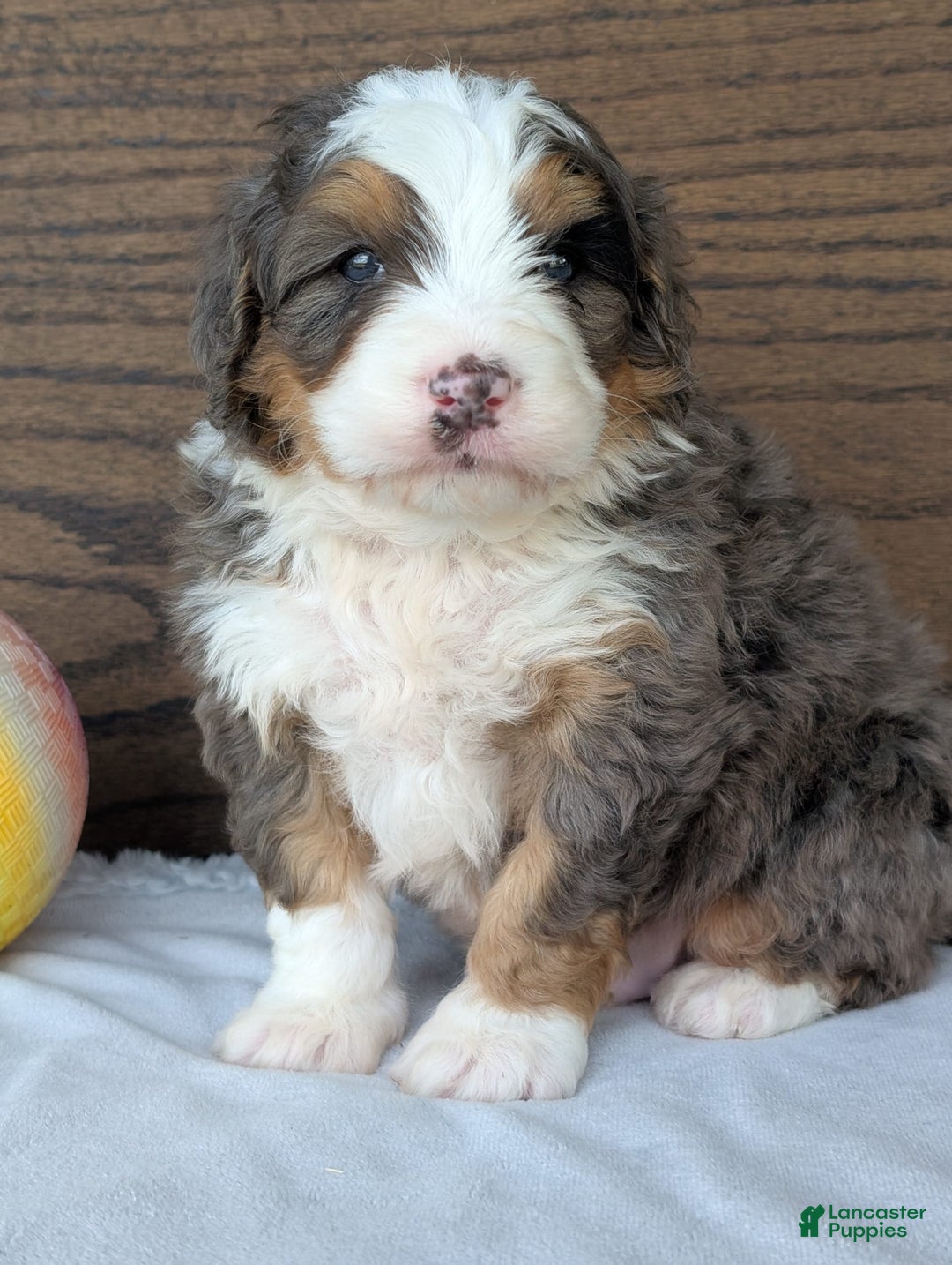 Mini Bernedoodle dogs for sale: Louie - Image 6