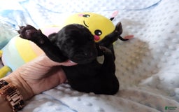 Great Dane dogs for sale: Storm - Image 3