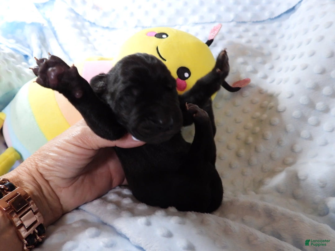 Great Dane dogs for sale: Storm - Image 3