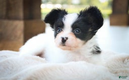 Papillon dogs for sale: Leonardo - Image 3