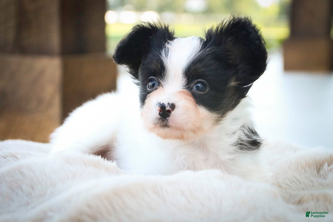 Papillon dogs for sale: Leonardo - Image 3